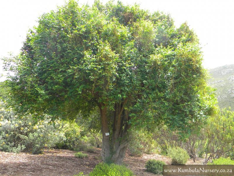 معرفی و راهنمای پرورش درختان میوه - درخت فوشیا